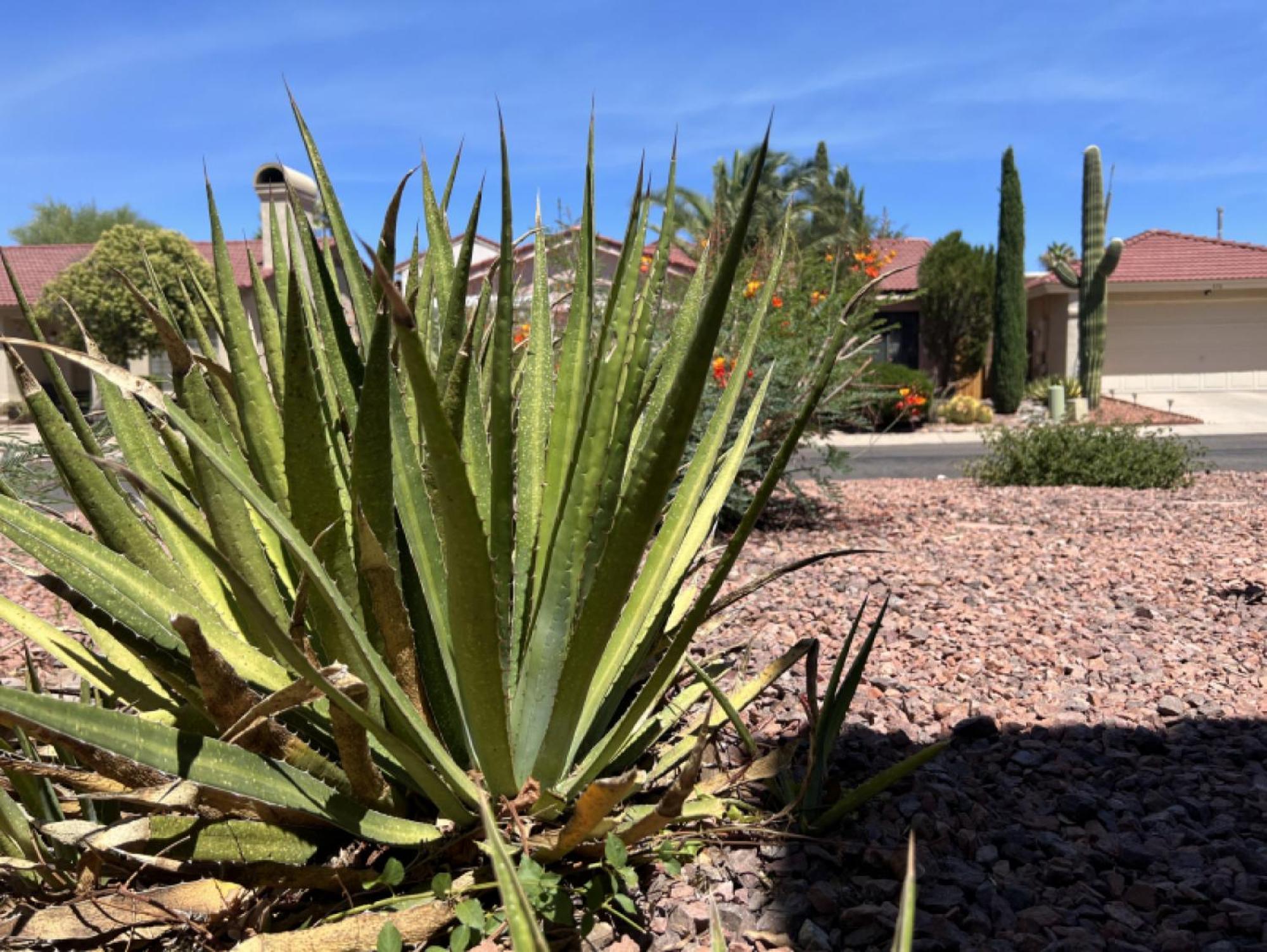 Private Home - Billiards, Mountain Views, Private Desert Access, Hoa Pool & Spa, Bbq, At Lambert Park - Bourbondale Tucson Kültér fotó
